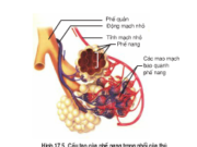 Bài 1, 2, 3, 4, 5 trang 70 Sinh lớp 11 Nâng cao – Trao đổi khí trong hô hấp ở sâu bọ, ở cá, ở chim, ở thú được thực hiện như thế nào? 