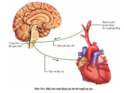 Bài 1, 2, 3, 4, 5 trang 79 Sách môn Sinh 11 Nâng cao – Vẽ và chú thích hệ dẫn truyền tim.