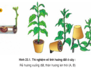 Bài 1, 2, 3, 4, 5 trang 94 Sinh lớp 11 Nâng cao – Auxin có vai trò gì trong hướng động của cây? 