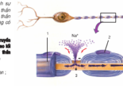 Bài 1, 2, 3 trang 112 SGK Sinh học 11 Nâng cao – Sự truyền xung thần kinh trên sợi thần kinh có bao miêlin khác với không có bao miêlin như thế nào?