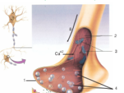 Bài 1, 2, 3, 4 trang 115 SGK Sinh học 11 Nâng cao – Hãy trình bày những biến đổi xảy ra trong phản ứng của cơ thể khi giẫm phải một gai nhọn.