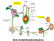 Bài 1, 2, 3, 4, 5 trang 163 Sách môn Sinh 11 Nâng cao – Trình bày một chu kì phát triển từ hạt đến hạt. Nêu các hình thức thụ phấn. Tại sao nói thực vật có hoa có sự thụ tinh kép?  