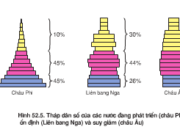 Bài 1, 2, 3, 4, 5 trang 218 Sinh lớp 12 nâng cao – Hãy cho biết khái niệm về tuổi thọ sinh lí, tuổi thọ sinh thái và tuổi quần thể. 