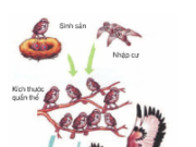 Bài 1, 2, 3, 4, 5, 6 trang 223 Sách môn Sinh 12 nâng cao – Kích thước quần thể có những cực trị nào? Hãy cho biết ý nghĩa của chúng?