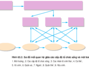 Bài 1, 2, 3, 4, 5 trang 270 SGK Sinh học 12 Nâng cao – Sự giống nhau trong phát triển phôi của các loài thuộc các nhóm phân loại khác nhau phản ánh