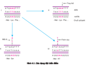 Bài 1, 2, 3, 4, 5 trang 24 SGK Sinh học 12 Nâng cao – Nêu nguyên nhân và cơ chế phát sinh của đột biến gen.