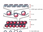 Bài 1, 2, 3, 4 trang 28 Sách môn Sinh 12 Nâng cao – Tại sao NST được coi là cơ sở vật chất của tính di truyền ở cấp độ tế bào?