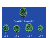 Bài 1, 2, 3, 4, 5 trang 36 SGK Sinh 12 Nâng cao – Nêu nguyên nhân phát sinh thể đột biến lệch bội và đa bội.