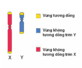 Bài 1, 2, 3, 4, 5, 6 trang 63, 64 SGK Sinh học 12 Nâng cao – Trình bày đặc điểm di truyền của các tính trạng do các gen trên NST X và NST Y quy định.