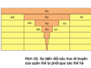 Bài 1, 2, 3, 4, 5, 6 trang 83 Sinh lớp 12 Nâng cao – Tần số tương đối của alen và kiểu gen là gì? Nó được xác định bằng cách nào?