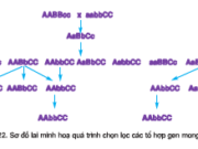 Bài 1, 2, 3, 4 trang 90, 91 SGK Sinh học 12 Nâng cao – Nguyên nhân tạo ra biến dị tổ hợp là gì?