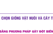 Bài 1, 2, 3, 4, 5 trang 94 Sinh lớp 12 Nâng cao – Tác nhân, hậu quả và mục đích của gây đột biến ở vật nuôi cây trồng? 