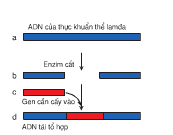 Bài 1, 2, 3, 4, 5 trang 101 SGK Sinh học 12 Nâng cao – Trình bày quy trình tạo ADN tái tổ hợp, chuyển ADN tái tổ hợp vào tế bào nhận.