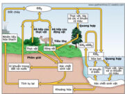 Các chu trình sinh địa hóa trong hệ sinh thái: Cacbon đi vào chu trình dưới dạng CO2…