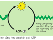 Kiểm tra 1 tiết Phần 2 Chương 3 – Chuyển hóa vật chất và năng lượng trong tế bào Sinh học 10: Trường hợp nào dưới đây minh hoạ cho thế năng?