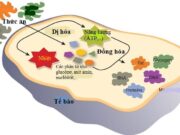 Đề kiểm tra 45 phút Chương 3 – Chuyển hóa vật chất và năng lượng trong tế bào Phần 2 môn Sinh 10: Hô hấp và quang hợp có đặc điểm chung nào dưới đây ?