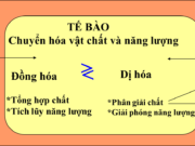 Đề kiểm tra 1 tiết Phần 2 Chương 3 – Chuyển hóa vật chất và năng lượng trong tế bào Sinh 10: Quá trình hô hấp tế bào trải qua mấy giai đoạn chính ?