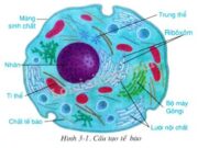 Đề kiểm tra 1 tiết Phần 2 Chương II – Cấu trúc của tế bào Sinh học 10: Vi khuẩn có đường kính khoảng