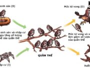 Kiểm tra 45 phút Phần 7 Chương 1 – Cá thể và quần thể sinh vật Sinh 12: Quần thể nào dưới đây phân bố đồng đều?