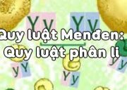 Đề kiểm tra 45 phút Phần 5 Chương 2 – Tính quy luật của hiện tượng di truyền Sinh 12: Điều không thuộc về bản chất của quy luật phân ly Menđen là gì?