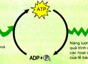Đề kiểm tra 1 tiết Phần 2 Chương 3 – Chuyển hóa vật chất và năng lượng trong tế bào Sinh học 10: Tại tế bào, ATP chủ yếu được sinh ra trong
