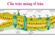 Kiểm tra 45 phút Phần 2 Chương 2 – Cấu trúc của tế bào Sinh 10: Phương thức vận chuyển nào dưới đây được thực hiện dựa trên nguyên lí khuếch tán?