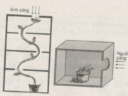 Bài tập trắc nghiệm trang 66 SBT Sinh 11: Hưng phấn là khi tế bào bị kích thích như thế nào ?