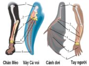 Kiểm tra 1 tiết Phần 6 Chương 1 – Bằng chứng và cơ chế tiến hóa Sinh 12: Khi nói về nguồn nguyên liệu của tiến hóa, phát biểu nào sau đây không đúng?