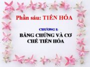 Đề kiểm tra 45 phút Phần 6 Chương 1 – Bằng chứng và cơ chế tiến hóa Phần tiến hóa Sinh 12: Cơ quan tương tự được hình thành do: