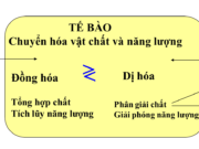 Kiểm tra 1 tiết Chương 1 – Chuyển hóa vật chất và năng lượng Sinh lớp 11: Khi tế bào khí khổng trương nước thì