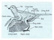 Bài 1, 2, 3, 4 5, 6 trang 91 SBT Sinh 7: Lập bảng nêu các đặc điểm cấu tạo ngoài của chim bổ câu thích nghi với đời sống bay lượn.