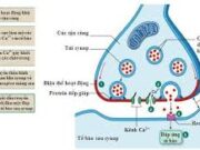 Bài 13, 14, 15 trang 19 SBT Sinh 11:  Hãy tính lượng CO2 hấp thụ và lượng giải phóng của 1 ha rừng ?