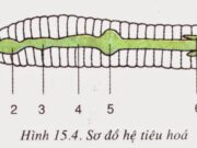 Bài 1, 2, 3, 4, 5 trang 28 SBT Sinh 7:  Hãy nêu cấu tạo và đời sống của sán lá gan thích nghi vói đời sống kí sinh