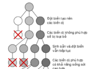 Bài 25, 26, 27, 28, 29 trang 97 SBT Sinh 12: Nội dung cơ bản của quá trình tiến hoá nhỏ theo quan niệm tiến hoá tổng hợp hiện đại là gì ?