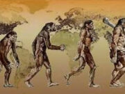 Sự phát sinh loài người Sinh 12 nâng cao: Từ Homo erectus tiến hóa thành người hiện đại Homo sapiens.