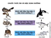 Mối quan hệ dinh dưỡng: Chuỗi thức ăn thể hiện mối quan hệ dinh dưỡng của các loài trong quần xã