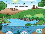 Ảnh hưởng của các nhân tố sinh thái lên đời sống sinh vật Sinh 12 nâng cao