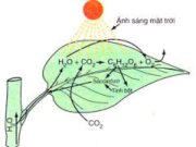 Bài 29.17, 29.18, 29.19, 29.20 trang 42 Sách BT Hóa lớp 8: Tìm công thức phân tử hiđrocacbon?