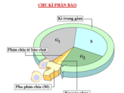 Kiểm tra 1 tiết Phần 2 Chương IV – Phân bào Sinh lớp 10: Chu kì tế bào bao gồm các pha theo trình tự