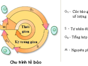 Đề kiểm tra 45 phút Chương IV – Phân bào Phần 2 Sinh 10: Có bao nhiêu kì của giảm phân mà tại đó, NST tồn tại ở trạng thái kép?