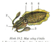 Bài 1, 2, 3, 4 trang 20 SBT Sinh 7: Nêu cấu tạo ngoài và trong của cơ thể thuỷ tức