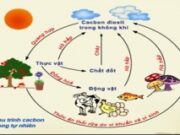 Bài 7, 8, 9 trang 75 SBT Sinh 9: Trong 2 nhóm, động vật hằng nhiệt và động vật biến nhiệt, nhóm động vật nào có khả năng phân bố rộng hơn ? Tại sao