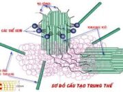 Bài 25, 26, 27 trang 65 SBT Sinh 10: Viết phương trình tổng quát của pha sáng trong quang hợp ở cây xanh ?