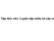 Tập làm văn – Luyện tập miêu tả cây cối trang 52 Vở bài tập Tiếng Việt lớp 4 tập 2: Mỗi lần về quê ngoại, em rất thích ngồi dưới bóng mát của cây si già, gần nhà bà em