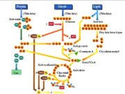 Bài 5, 6, 7, 8 trang 61 SBT Sinh 8: Nêu rõ vai trò vitamin đối với đời sống qua một số ví dụ cụ thể.