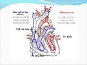 Bài tập trắc nghiệm trang 34 SBT Sinh 8: Thành phần cấu tạo của hệ tuần hoàn gồm tim và hộ mạch?