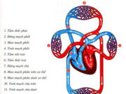 Bài 1, 2, 3, 4 trang 29 SBT Sinh 8: Làm thế nào để có được một hệ tim mạch khoẻ mạnh ?