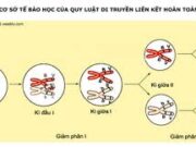 Bài 1, 2, 3, 4 trang 9 SBT Sinh 12: Đột biến liên quan đến mấy cặp nuclêôtit ?