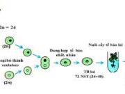 Bài 1, 2, 3 trang 59, 60 SBT Sinh 12: Hiện tượng ưu thế lai là gì ?