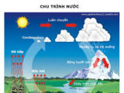 Bài 1, 2, 3, 4 trang 148, 149, 150 SBT Sinh 12: Chúng ta cần làm gì để sử dụng bền vững nguồn tài nguyên sinh vật biển của nước ta ?